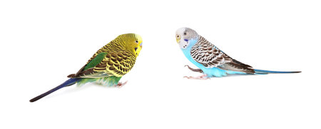 Beautiful bright parrots on white background. Exotic petsの写真素材