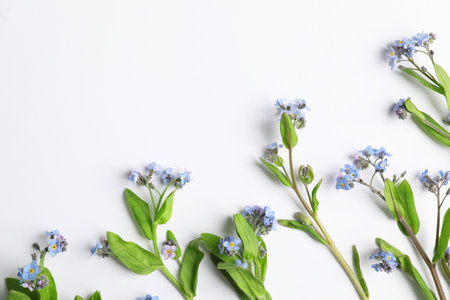 Beautiful forget-me-not flowers on white background, flat lay. Space for textの写真素材