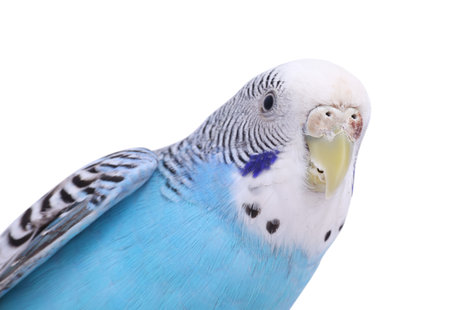 Beautiful bright parrot on white background. Exotic petの写真素材