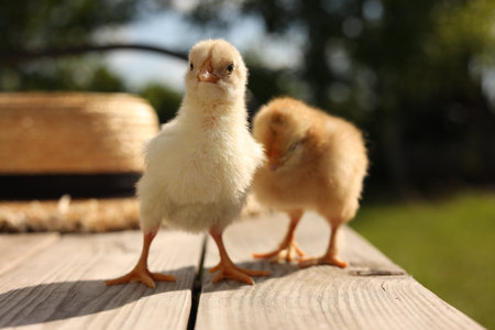 Cute chicks on wooden surface on sunny day, closeup. Baby animalsの写真素材