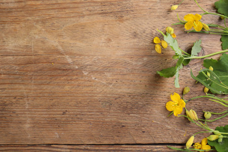 Beautiful celandine flowers on wooden table, top view. Space for textの写真素材