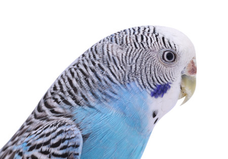 Beautiful bright parrot on white background. Exotic petの写真素材
