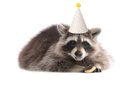 Cute racoon with party hat on white backgroundの写真素材