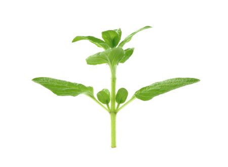 Sprig of fresh green oregano isolated on whiteの写真素材
