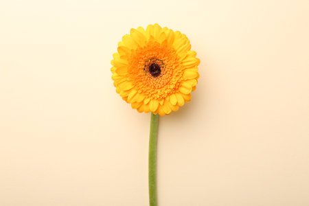Beautiful yellow gerbera flower on beige background, top viewの写真素材