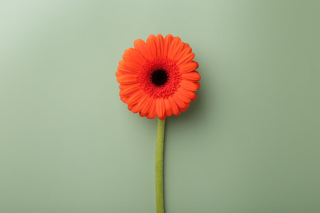Beautiful red gerbera flower on pale green background, top viewの写真素材