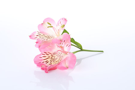 Beautiful pink alstroemeria flowers isolated on whiteの写真素材