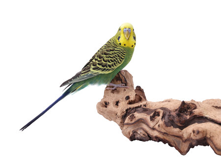Bright parrot on wooden snag against white background. Exotic pet