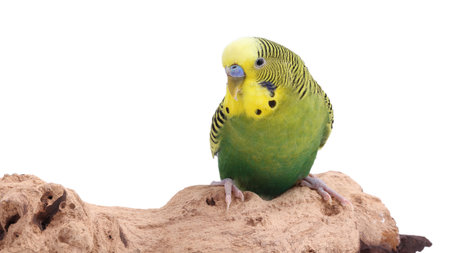 Bright parrot on wooden snag against white background. Exotic pet