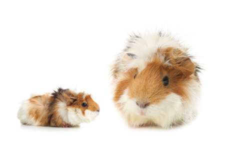 Mother guinea pig and baby pup isolated on whiteの写真素材