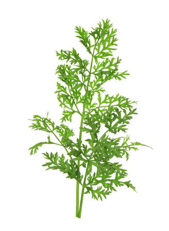 Two green carrot twigs isolated on white
