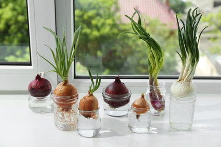 Many sprouted onions in glasses with water on window sillの写真素材
