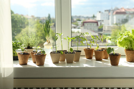 Many different seedlings growing in pots on window sillの写真素材