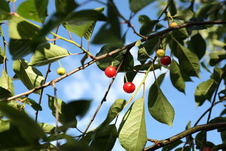 Ripening cherries on tree branch against blue sky, closeupの写真素材