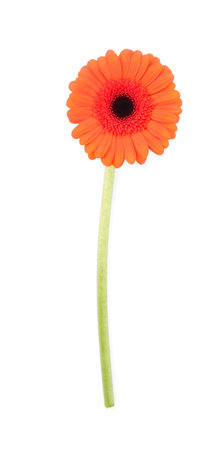 Beautiful orange gerbera flower isolated on white, top viewの写真素材