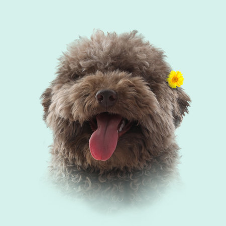 Dog portrait. Cute poodle with yellow flower on light blue background