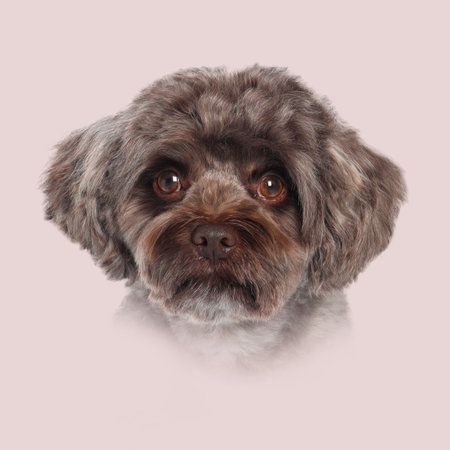 Dog portrait. Cute Maltipoo on pink beige backgroundの写真素材