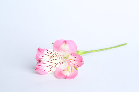 Beautiful pink alstroemeria flower isolated on whiteの写真素材