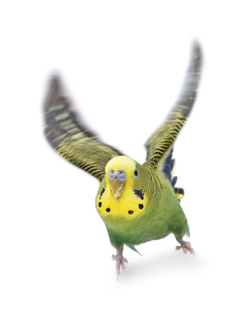 Beautiful bright parrot on white background. Exotic petの写真素材