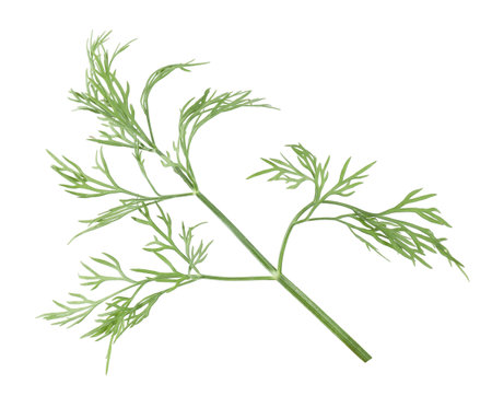 Sprig of fresh green dill isolated on whiteの写真素材