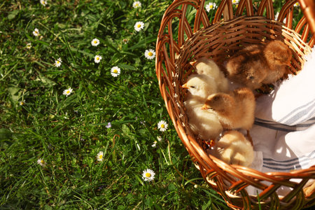 Cute chicks in wicker basket on green grass outdoors, above view. Space for text