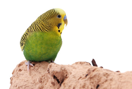 Bright parrot on wooden snag against white background. Exotic petの写真素材