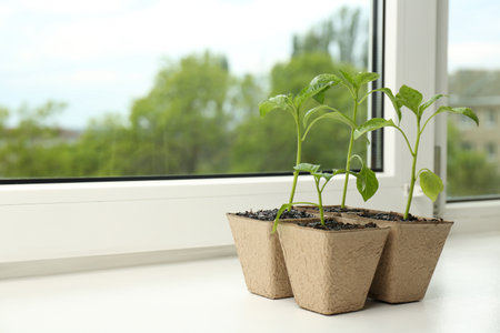 Pepper seedlings growing in peat pots on window sill. Space for textの写真素材
