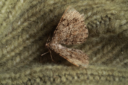 Alcis repandata moth on knitted wool sweater, closeup