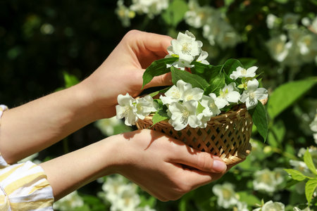 Woman holding wicker basket with jasmine flowers near shrub outdoors, closeupの写真素材