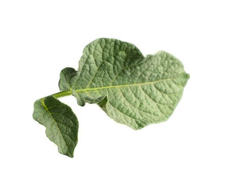 Green potato plant leaves isolated on whiteの写真素材