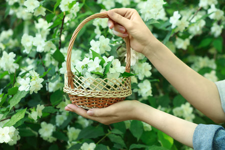 Woman holding wicker basket with jasmine flowers near shrub outdoors, closeupの写真素材