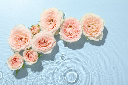 Beautiful rose flowers in water on light blue background, top viewの写真素材