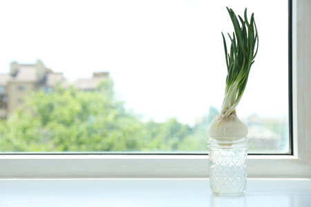 Sprouted onion in glass with water on window sill. Space for textの写真素材