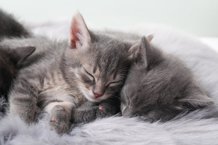Cute fluffy kittens sleeping on faux fur. Baby animalsの写真素材