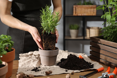 Woman transplanting rosemary into pot among other herbs at wooden table, closeupの写真素材