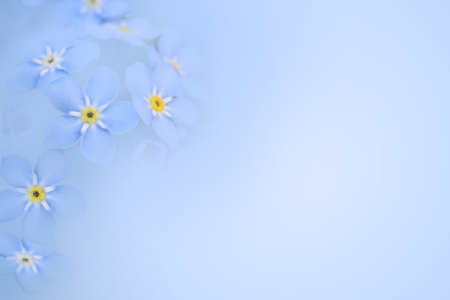 Beautiful forget-me-not flowers on light blue background, space for textの写真素材
