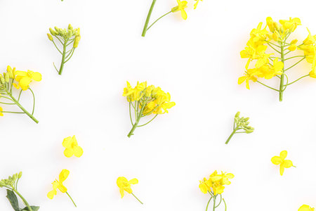 Beautiful yellow rapeseed flowers on white background, flat layの写真素材