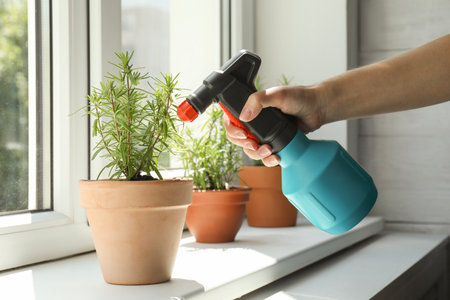 Woman spraying aromatic green rosemary at windowsill, closeupの写真素材