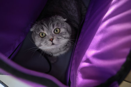 Cute Scottish fold cat inside pet carrierの写真素材