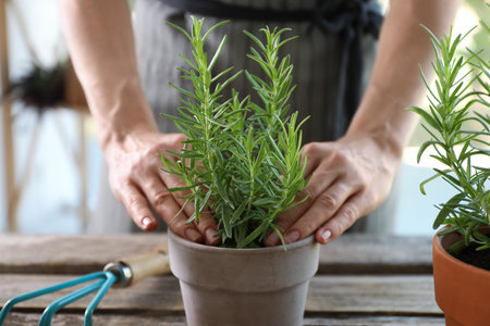 Woman transplanting herb into pot at table, closeupの写真素材