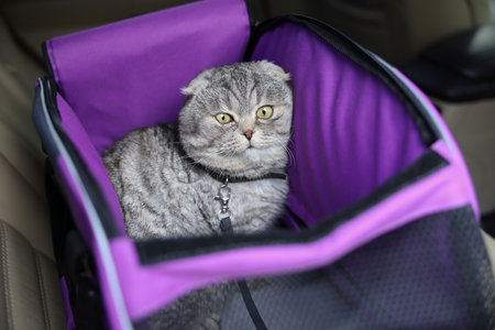Cute Scottish fold cat inside pet carrier in carの写真素材