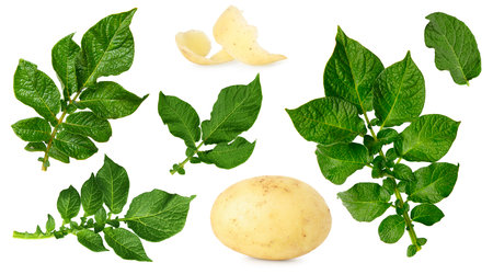 Potato and green leaves isolated on white, setの写真素材