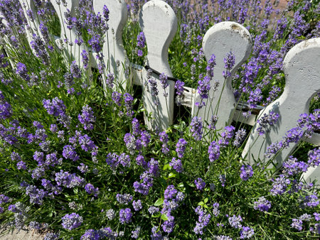 Beautiful lavender flowers growing near fence outdoorsの写真素材