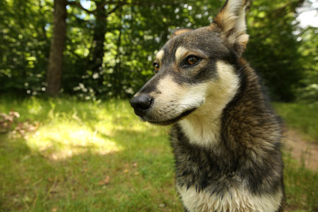 Cute dog on green grass outdoors, space for text