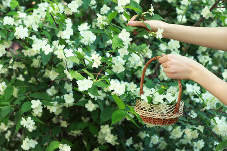 Woman holding wicker basket with jasmine flowers near shrub outdoors, closeupの写真素材