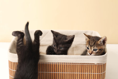 Cute fluffy kittens in basket against beige background. Baby animalsの写真素材