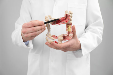 Doctor showing model of large intestine on gray background, closeup