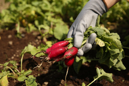 Farmer harvesting ripe radishes in garden, closeupの写真素材