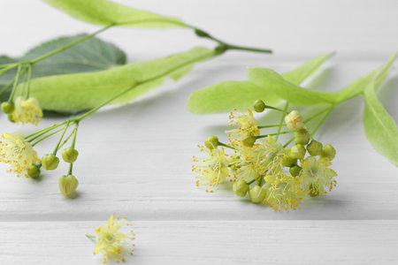 Fresh linden leaves and flowers on white wooden table, closeupの写真素材