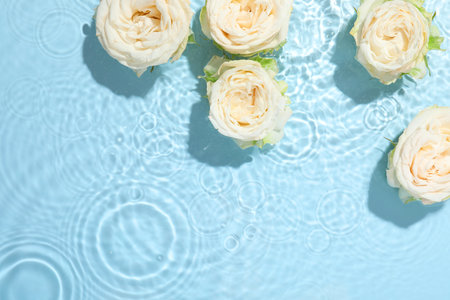 Beautiful rose flowers in water on light blue background, top view. Space for textの写真素材